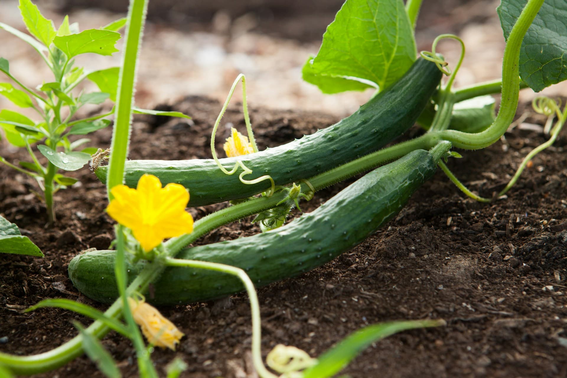 Is a Cucumber a Fruit or a Vegetable?