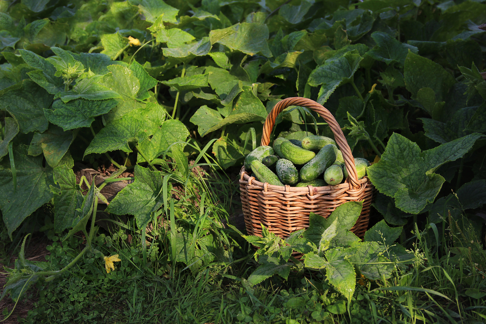The greener and smaller the cucumbers, the tastier they are!