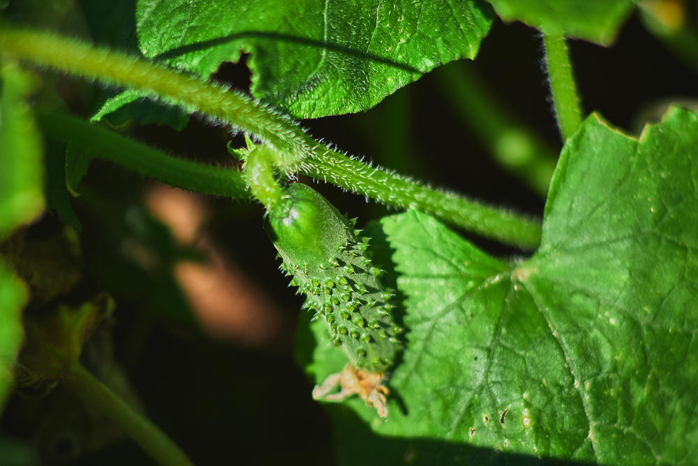 Dense, bumpy cucumbers are good for pickling!