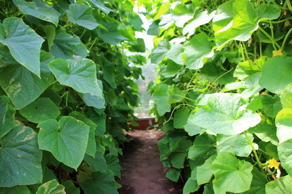 Cucumber hybrids for protected ground!