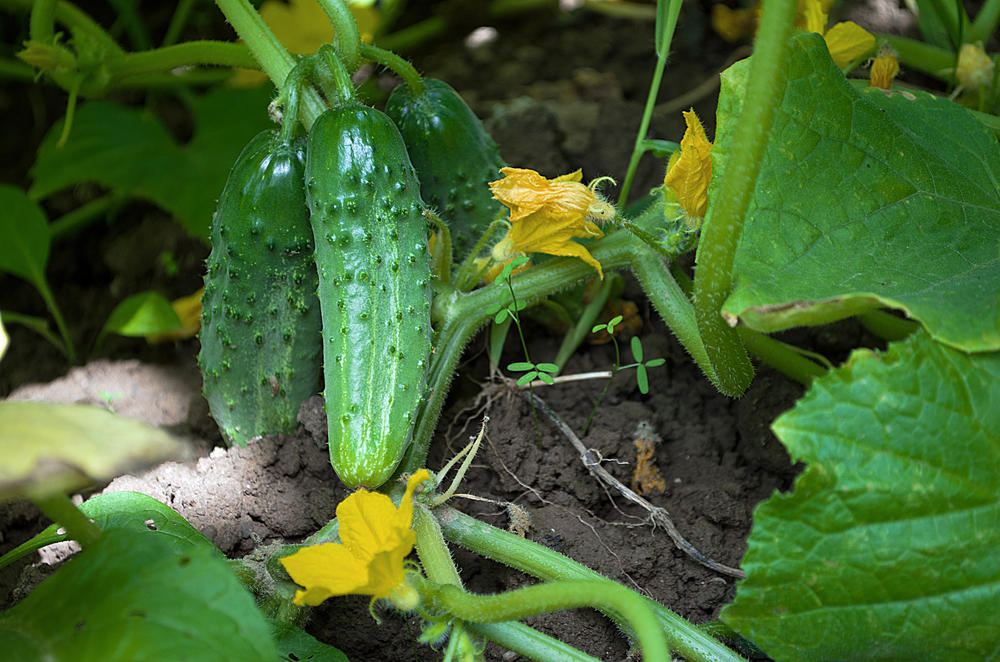 Partenocarpic hybrids do not require insect pollination!
