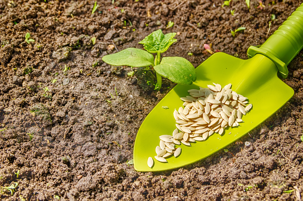 Cucumbers can be grown either by the seedling method or by sowing the seeds directly into the ground!