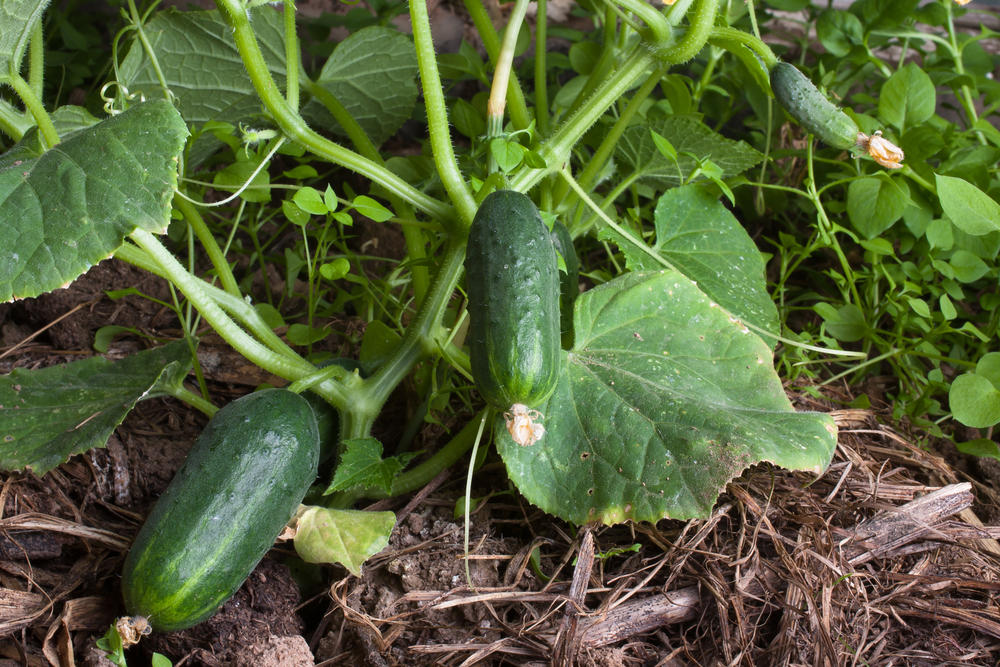 The seedling method of cultivation will significantly accelerate fruit-bearing/production!