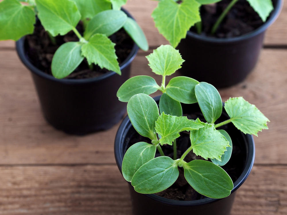 Cucumber seeds are sown into small containers!