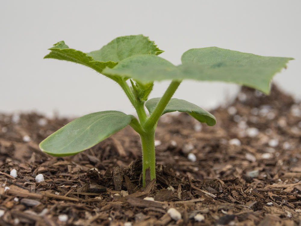 Cucumbers need regular fertilizing/feeding!