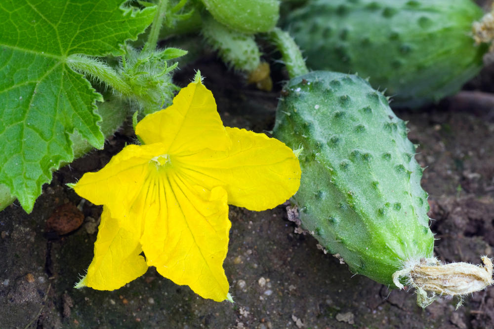 Bitterness-free cucumbers are ideal for fresh consumption!